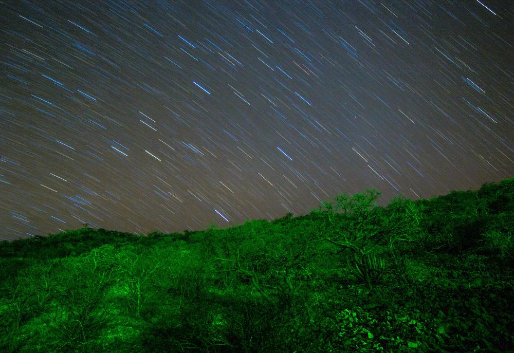 Star Trails und grüner Wald