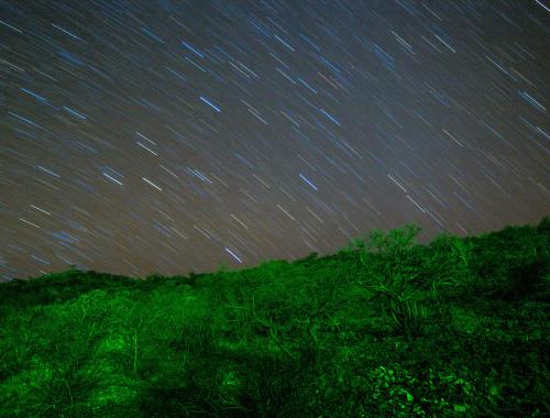 Star Trails und grüner Wald